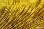 揭秘金丝楠木的'金丝'成因：你了解十种经典花纹吗？