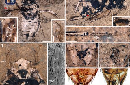 一亿年前的母爱：化石揭示昆虫的科研新发现
