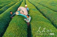 江西泰和：冬茶采摘季的繁忙景象
