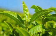 六安瓜片茶：名茶界的独树一帜，你一定要知道