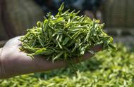 安徽春茶的上市时间是什么时候？如何有效地保存和享用新茶？