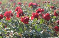 法国引进的墨红玫瑰花茶，云南种植，女性健康美丽的首选！