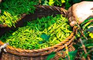 绿茶的153种品种，你了解多少？