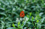 陈年武夷岩茶：品味岁月的香气