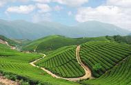 浙江绿茶：径山茶的文化内涵提升之路