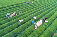 夏季茶叶采摘：机械助力提高产量