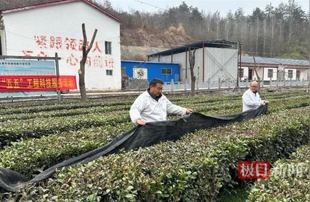 农业专家为茶农提供保障，确保春茶上市无虞