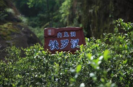 武夷岩茶名枞大赏：老茶客的品尝之旅