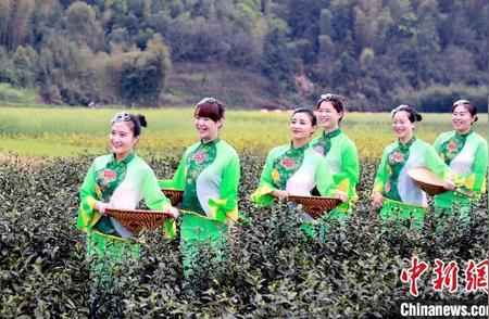 《龙游黄茶》荣获国家级地理标志证明商标