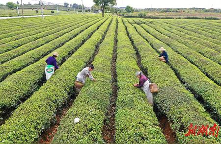 春季采茶季：忙碌的茶叶采摘时刻