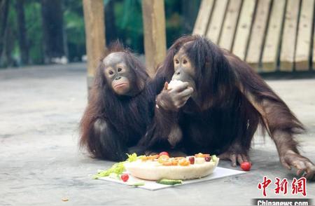 上海野生动物园明星红猩猩“核桃”庆祝两岁生日