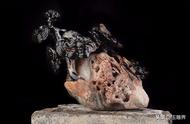 探索天然玛瑙原石的魅力：一块独特的枯木灵芝雕刻