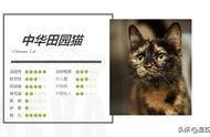 中华田园猫：独特魅力与养护知识