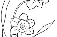 探索白描工笔花卉图的魅力：15幅高清作品等你临摹