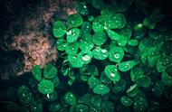 解密翡翠：帝王绿与玻璃种的奥秘