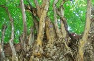 探索紫檀木的神秘魅力：中国古代四大名木之首