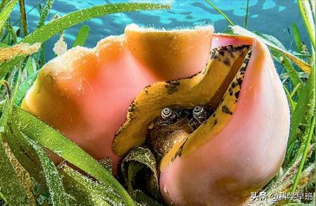 揭秘广州海关查获的巨型女王凤凰螺：体内孕育珍珠，价值惊人