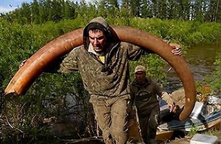 揭秘：从俄罗斯带回猛犸象牙需要多少钱？