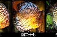 揭秘七彩神仙鱼的美丽：蓝松石红松石Ⅳ的魅力