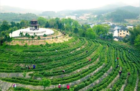 武汉茶乡的繁荣之路：茶叶与绿水青山的完美结合