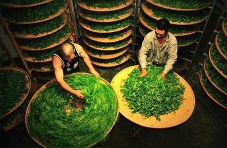 绿色食品乌龙茶：从田园到茶杯的生产艺术