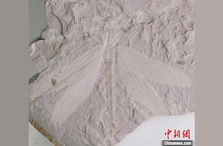内蒙古发现珍贵蜓科化石，距今已有1.65亿年