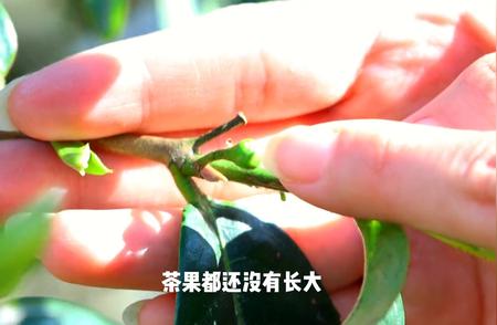 春茶与秋茶的不同，你真的了解吗？