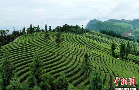 四川纳溪：夏日茶韵，夏茶采收季来袭