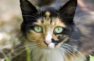玳瑁猫：被遗弃率最高的猫咪