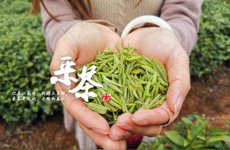 清新香气迷人——探寻七大优质清香型茶叶的奥秘