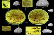 琥珀封存的亿万年交配秘密：科学家发现巨型精子