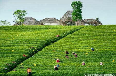 丽水茶叶创新链：如何打造产业新优势？
