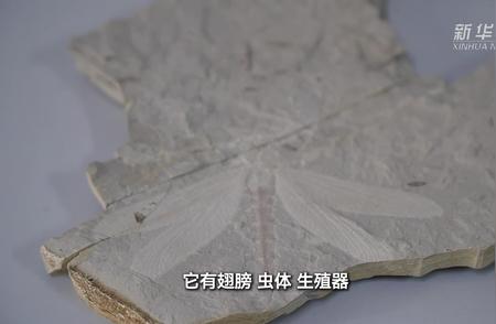 内蒙古发现罕见蜓科蜻蜓化石，揭示古老生态秘密