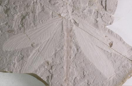 内蒙古惊现亿年古老蜓科化石，完整保存令人惊叹
