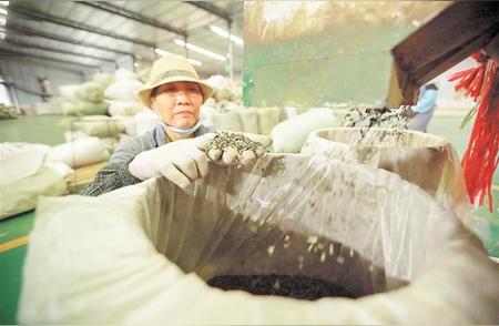 印江茶叶加工繁忙，探访生产一线！