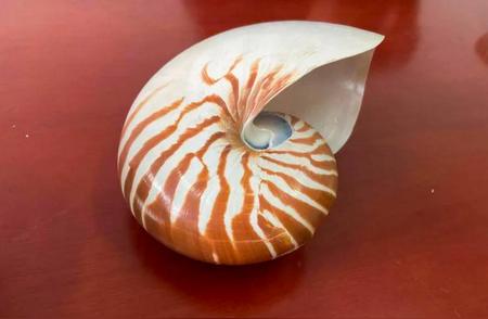 网上购买鹦鹉螺壳违法吗？