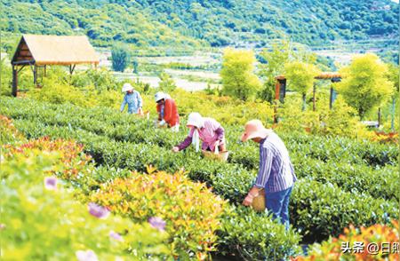 夏日茶韵：丰收采摘的季节来临