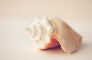 揭秘海螺也能产珍珠的奥秘