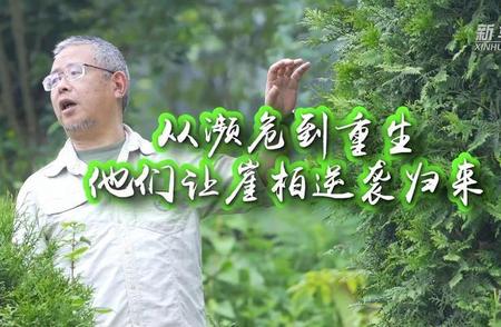 崖柏逆袭归来：国际生物多样性日的奇迹