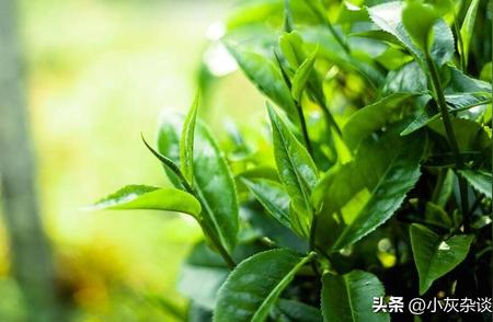 外国友人视角下的中国茶文化深度解析