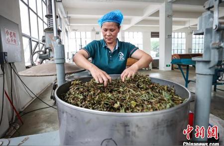 贵州仁怀乌龙茶产业繁忙景象