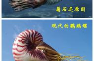 同宗不同命的菊石与鹦鹉螺：奇特故事
