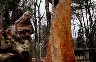 4300年树龄的金丝楠雷击木：价值翻倍的新趋势