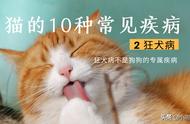 猫的常见疾病：狂犬病（Rabies）真的会传染给猫吗？