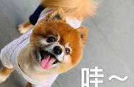 博美犬的这些行为表明，它已经对你产生了深深的喜爱