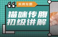 为什么越来越多的人选择为猫进行传腹手术？普通家长需要了解什么