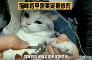 猫咪的指甲需要定期修剪吗？