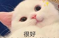 四种不适合养的猫，即使财富满满也别碰！