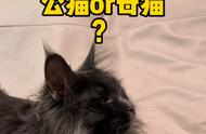 公猫还是母猫更适合养缅因猫？揭秘性别差异#多猫家庭