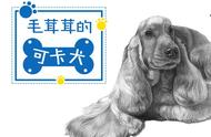 如何绘制可卡犬可爱的小卷毛：素描教程